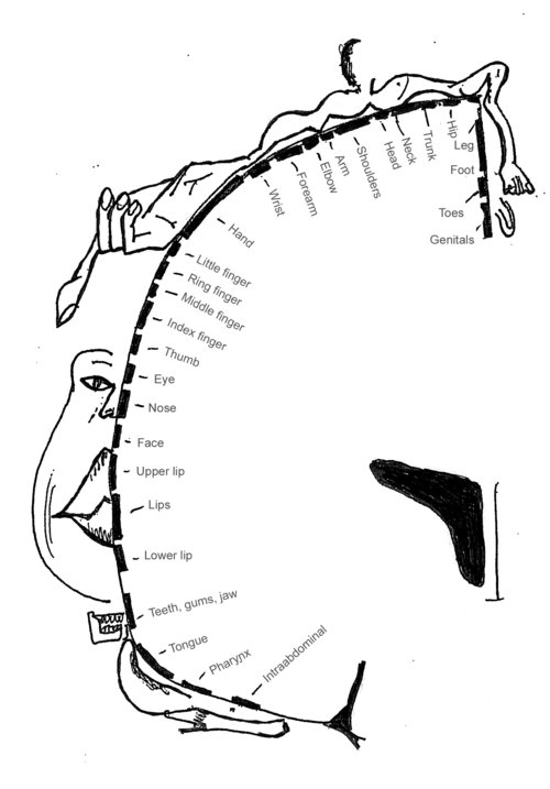 This is an image of the sensory strip, which is the part of the brain involved in experiencing sensations in the body. 